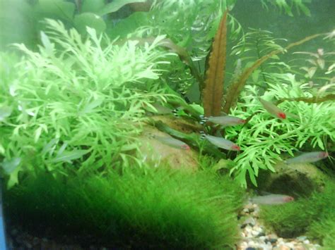 fish aquarium forum|practical fishkeeping forum.